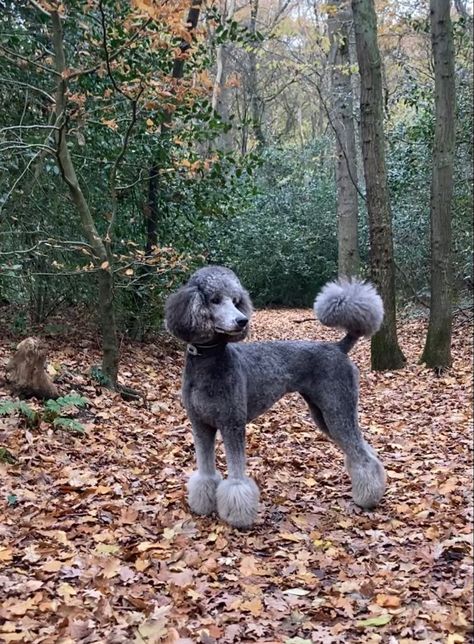 Poodles With Mohawks, Lamb Haircut Dog, Poodle Haircuts Standard, Winter Poodle Haircuts, Unique Poodle Haircut, Phantom Standard Poodle, Silver Standard Poodle, Standard Poodle Haircut Styles Short, Poodle Tail