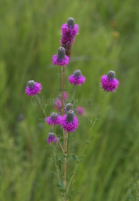 Wisconsin Wildflowers, Asclepias Incarnata, Wild Geranium, Virginia Bluebells, Wild Iris, Swamp Milkweed, Cardinal Flower, Asclepias Tuberosa, Butterfly Plants