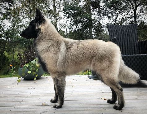 Shepherd Dogs Breeds, Unique German Shepherd, Dog That Looks Like A Wolf, Prettiest Dog Breeds, Aesthetic Dog Breeds, Cute Medium Sized Dogs, Types Of Shepherd Dogs, Scary Dog Breeds, Rare Dogs Breeds