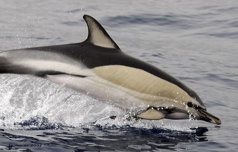 Clymene Dolphin Short Beaked Common Dolphin, Common Dolphin, Sea Mammal, Water Creatures, A Dolphin, Water Animals, Manatees, Animal Groups, Underwater Creatures