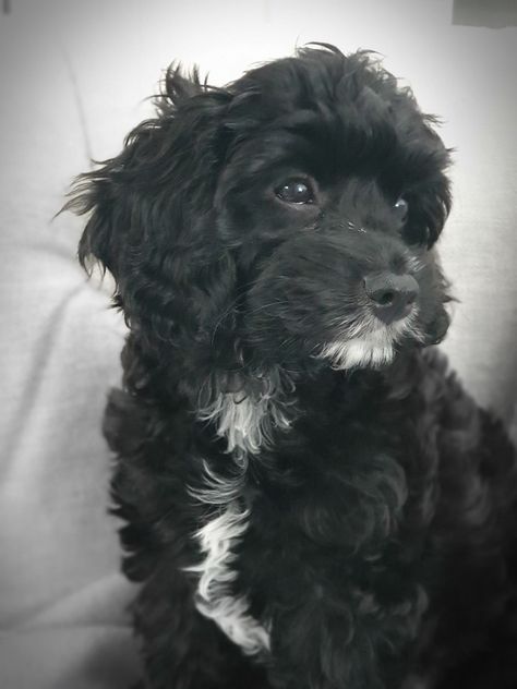 Cavapoo Black, Cavoodle Puppy, Black Cockapoo, Cavapoo Dogs, Poodle Toy, Cute Small Dogs, Puppy Mom, Cockapoo Dog, Dog Mommy