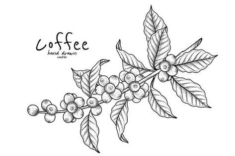 Coffee Collection Vectors, Photos and PSD files | Free Download Coffee Plant Drawing, Coffee Plant Illustration, Coffee Bean Tree, Coffee Shop Logo Design, Coffee Lounge, Plant Logos, Zestaw Ikon, Branch Tattoo, Coffee Tattoos