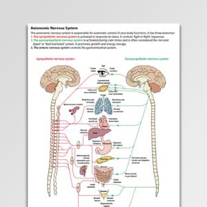 CBT Worksheets | Psychology Tools | Evidence Based Nervous System Worksheet, Counselling Activities, Body Sensations, Psychology Tools, Polyvagal Theory, Human Nervous System, Enteric Nervous System, Cbt Worksheets, Cbt Therapy