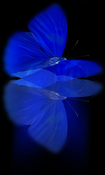 .Blue Finer Womanhood, Blue Aesthetic Dark, Behind Blue Eyes, Butterfly Images, Bed Time, Art Antique, Feeling Blue, Love Blue, True Blue