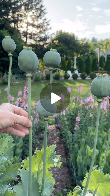 Betsy Hany on Instagram: "A tried-and-true method for growing poppies in a cool climate:
•Direct sow seeds as soon as the pods fully mature. Little “vents” will open at the top of the pod. Once this happens, they’re ready to go. 
•Save most of the seed, but do scatter some now, just in case. I like to increase my odds of success with three showings. 
• In October or November, scatter more seeds in rows, right on the ground, uncovered. Poppies need light to germinate. Save about half of your seed for late winter.
•In February or March, head outside in the cold and scatter some more, even if it’s on top of the snow. Poppies love fluctuating cold temperatures, and do much better when sown in fall/winter than early spring. 
•Enjoy their beautiful blooms and eventually, their fun seed pods! 
•R Growing Poppies, Poppy Seed Pods, Poppy Pods, Late Winter, Seed Pods, Autumn Garden, Beautiful Blooms, Early Spring, Gardening Ideas