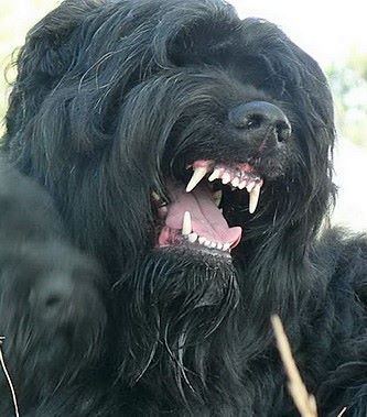 Black Russian Terrier, the Stalin's Dog Caucasian Dog, Russian Dog Breeds, Russian Dogs, Asian Dogs, Russian Terrier, Dog Breed Names, English Dogs, Black Russian Terrier, Black Dogs