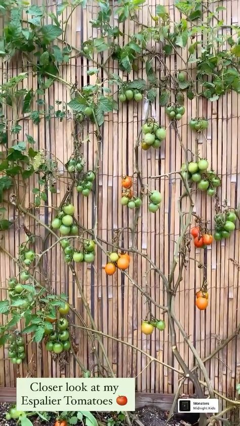 Tomato Fence, Plants On Fence, Tomato Wall, Bamboo Fencing, Bamboo Fence, Fencing, Super Easy, Fence, Train