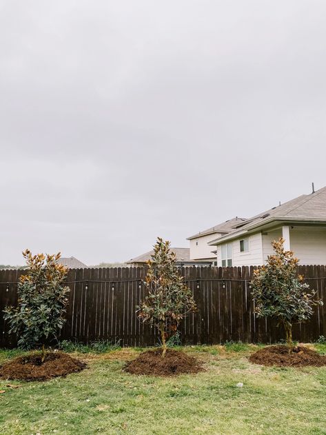 All the details on how we chose our Little Gem Magnolia trees, how much it cost to plant them, and what the process looked like! Magnolia Tree Landscaping, Little Gem Magnolia Tree, Magnolia Little Gem, Red Oak Tree, Magnolia Gardens, Privacy Plants, Magnolia Tree, Side Garden, Magnolia Trees