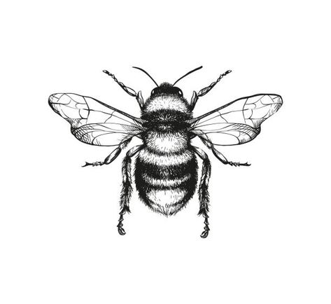 Bee Drawing, Polynesian Tattoos, Kunst Tattoos, Insect Tattoo, Bee Illustration, Pencil Sketch Drawing, Geometric Tattoos, Engraving Illustration, Bee Tattoo