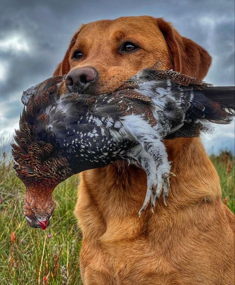 Hunting Dogs Breeds, Red Labrador, Akhal Teke Horses, Prehistoric Wildlife, Yellow Labrador Retriever, Bird Hunting, Yellow Labrador, Pretty Dogs, Water Dog