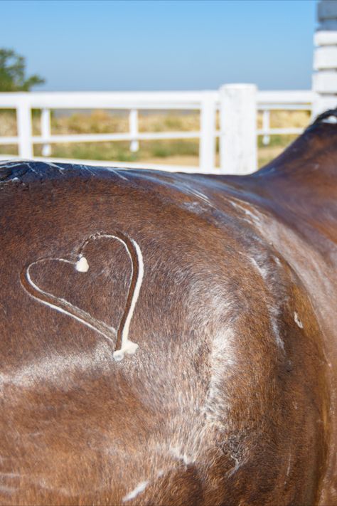 Horse Bath, Horse Feed, Horse Grooming, Do's And Don'ts, Horse Health, Roll Up, Hair Growth, Muscles, Health Care