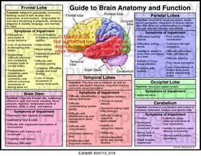 Brain Anatomy And Function, Brain Lobes, Human Brain Anatomy, Brain Models, Occipital Lobe, Brain Facts, Medical Student Study, Brain Anatomy, Brain Stem