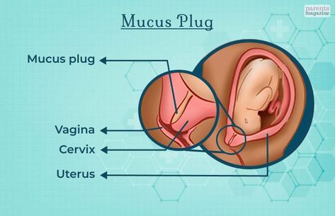 Click here for more... Mucus Plug, A Pregnant Woman, Pregnant Woman, Things To Know, Losing You, Labor, Click Here, To Start, Parenting