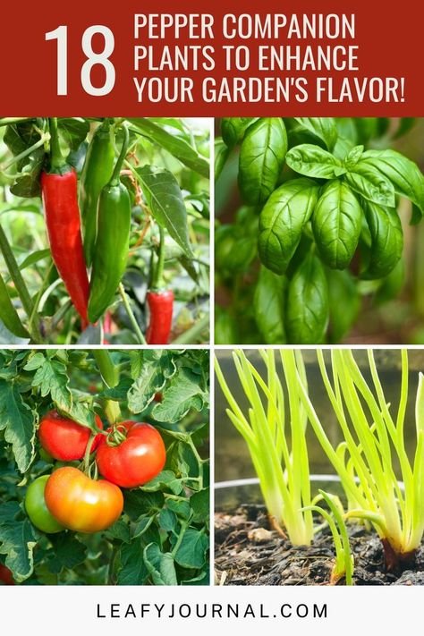 Bell Pepper Gardening, Companion Plants For Vegetable Garden, Bio Dynamic Gardening, Vegetable Garden Design Layout Companion Planting, Pepper Garden Ideas, Companion Vegetable Garden Layout, Jalapeno Companion Planting, Pepper Garden Layout, Planting Peppers In Garden