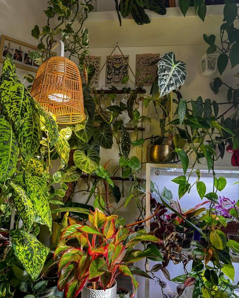 happiness is watching your plants grow 💚🌱 Grow Aesthetic, Forest Bedroom, House Vibes, Garden Inspo, House Aesthetic, Plants Indoor, Boho Room, Apartment Decor Inspiration, House Plants Indoor