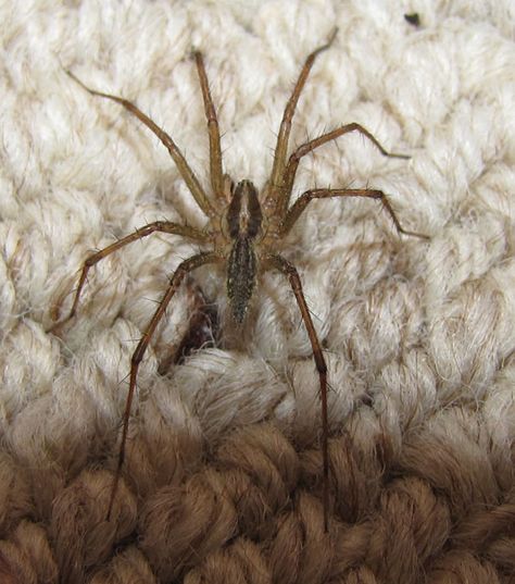 Grass Spider | Grass Spider / Agelenopsis Grass Spider, Spider Identification, Hobo Spider, Funnel Web Spider, Spider Family, Sea Spider, Arachnids Spiders, Spider Pictures, Spider Species