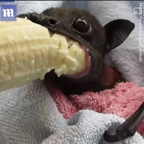 Bat Eating, Funny Animal Photos, Cute Bat, Silly Cats Pictures, Pretty Animals, Silly Animals, Very Funny Pictures, Cute Animal Photos, Animal Jokes