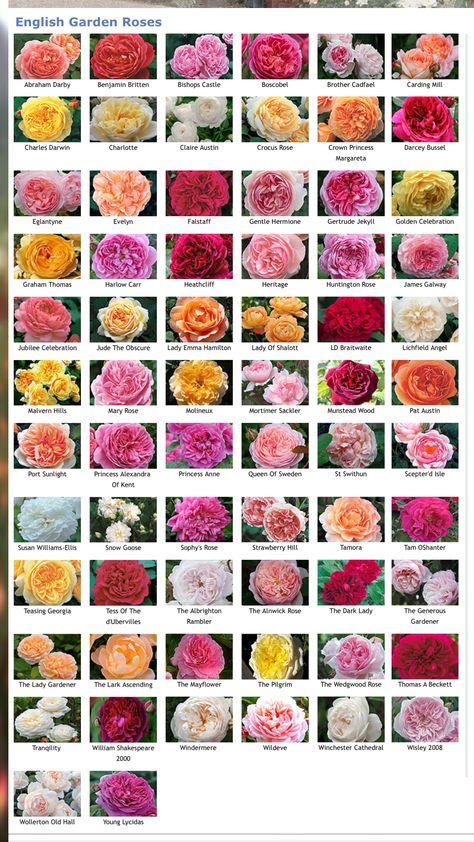 David Austin Roses Garden, Garden Pond Diy, Summer Flowers Aesthetic, Flower Design Ideas, Pond Diy, Rose Garden Design, Tulips Spring, Rose Tree, Flower Identification