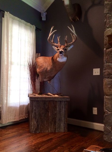 Whitetail deer mount Pedestal Deer Mount Ideas, Deer Mount Pedestal, Cool Deer Mounts, Whitetail Pedestal Mount, Deer Pedestal Mounts, Whitetail Deer Pedestal Mounts, Antler Bathroom Decor, Deer Pedistal Mounts, Whitetail Deer Mounts Taxidermy