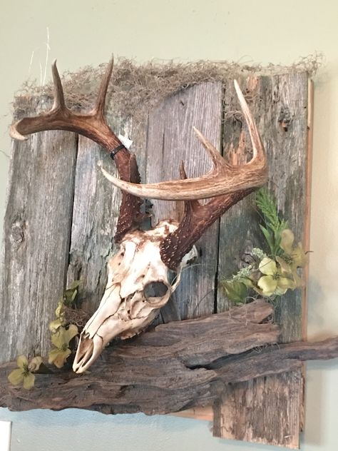 Like this idea but for black bear Deer Horn Mount Ideas, European Deer Skull Mount Ideas, Cool Deer Mounts, European Deer Mount, Deer Skull Mount Ideas, European Deer Mount Ideas, Elk Skull Decor, European Skull Mount Ideas, Black Bear Mounts Taxidermy