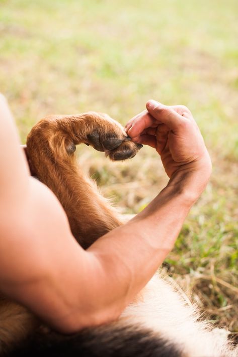 Human and dog make heart shape with his hands and paw Premium Photo Dog Owner Photoshoot, Family Dog Photos, Pet Photography Poses, Dog Photoshoot Pet Photography, Dog Photography Poses, Psy Chihuahua, Puppy Photography, Photos With Dog, Dog Poses