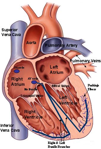 Organ Functions, Heart Valves Anatomy, Medical Assistant Student, Basic Anatomy And Physiology, Medical Facts, Medical Student Study, Human Body Anatomy, Medical School Motivation, Medical Studies