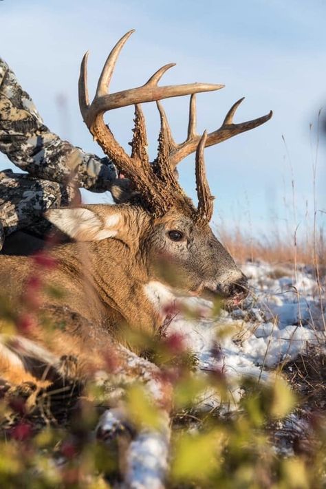 Caribou Hunting, Mule Deer Hunting, Whitetail Deer Pictures, Mule Deer Buck, Bow Hunting Deer, Whitetail Deer Hunting, Big Deer, Deer Photos, Deer Pictures