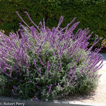 Mexican bush sage + cvs - Inland Valley Garden Planner Mexican Bush Sage, Mexican Sage, Sage Bush, Butterfly Garden Plants, Hummingbird Plants, Sage Plant, Waterwise Garden, Perennial Shrubs, Flowers Shop