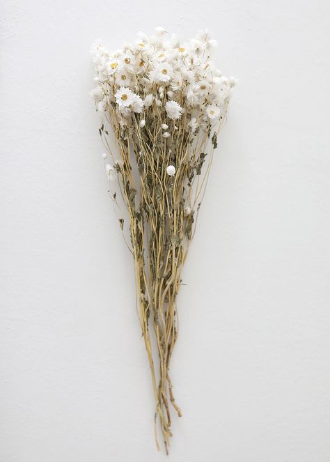 Preserved Rodanthe in White | Shop Dried Flowers at Afloral.com Rodanthe Flowers, Historic Airbnb, White Dried Flowers, Wildflower Bouquets, Flower Bundle, Dainty Flowers, Natural Flowers, Wildflower Bouquet, Chrysanthemum Flower