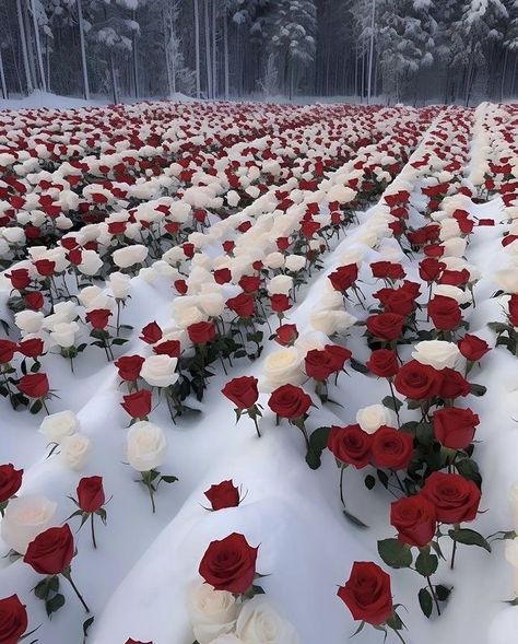 Snow Rose, Pretty Flowers Pictures, Red Roses Wallpaper, Rose Flower Wallpaper, Red And White Roses, Beautiful Flowers Photography, Aesthetic Roses, Winter Rose, Book Flowers