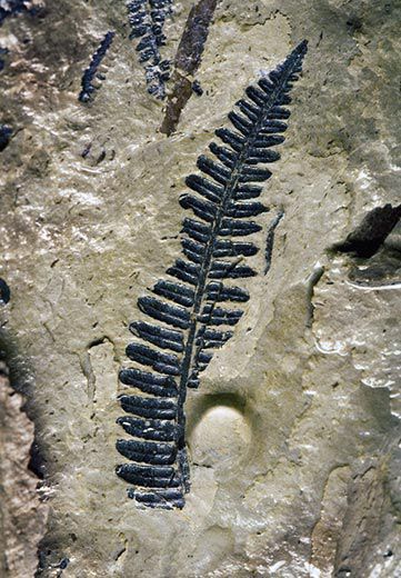 The World's Largest Fossil Wilderness | History in an Illinois Coal Mine | Smithsonian Fossil Bones, Rocks And Fossils, Giant Tree, Amber Fossils, Cool Rocks, Dinosaur Fossils, Life On Earth, Coal Mining, Prehistoric Animals