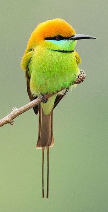 Burung Kakatua, Bee Eater, Most Beautiful Birds, Kinds Of Birds, Colorful Bird, Nature Birds, Bird Pictures, Exotic Birds, Pretty Birds