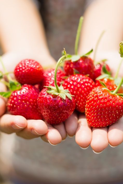 I had no idea! Yoga Vidya, Giving Hands, Diva Quotes, Eat Pretty, Strawberry Fields Forever, Simple Nutrition, Strawberry Patch, Baby Snacks, Strawberry Fields