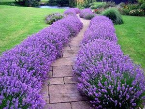 Lavender Hidcote, Sun Perennials, Lavender Garden, Modern Garden Design, Low Maintenance Landscaping, Garden Shrubs, Lavender Plant, Landscaping Design, Flowers Perennials