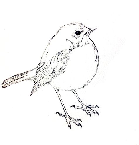 Pencil Sketches Of Nature, Nature Sketches Pencil, Cell Block Tango, Bird Line Drawing, Bird Outline, Nature Sketch, Realistic Paintings, Drawing For Beginners, Pencil Sketches