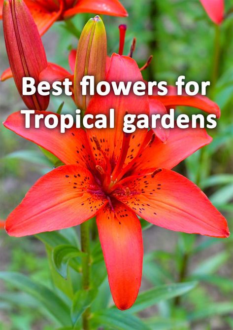 Tropical Plants For Full Sun, Florida Tropical Landscaping Ideas, Tropical Landscaping Around Pool, Small Tropical Backyard, Tropical Backyard Ideas, Tropical Flowering Plants, Tropical Looking Plants, Tropical Flower Garden, Florida Plants Landscaping