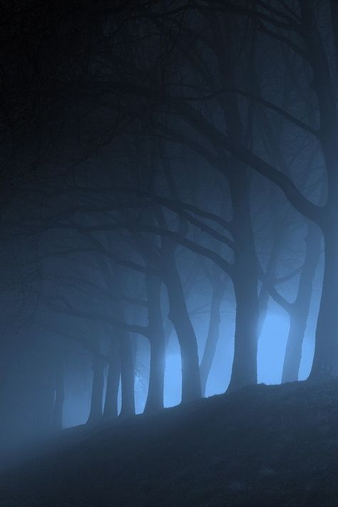 "I was quickly fond of the fog to cover the rush of color to my cheeks, though, it seemed he was too." ~ Zara Foggy Forest, Foto Art, Tree Forest, The Mist, The Fog, Dark Photography, Into The Woods, Dark Forest, Beautiful Tree