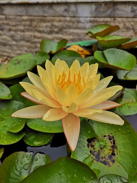 Yellow Lotus, Yellow Nature, White Lotus Flower, White Lotus, Public Domain Images, Water Lilies, Free Pictures, Lotus Flower, Free Photo