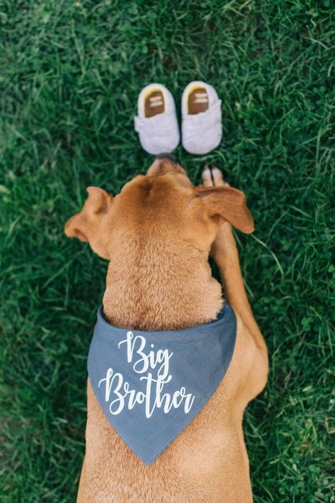 Pet Pregnancy Announcement, Vom Avea Un Copil, Dog Pregnancy, Pregnancy Announcement Big Sister, Dog Pregnancy Announcement, Cute Pregnancy Announcement, Pregnant Dog, Pregnancy Announcement Photos, Baby Announcement Photos