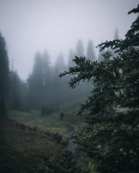 Scottish Forest Aesthetic, Scottish Forest, Scottish Aesthetic, Pnw Aesthetic, Dark Naturalism, Dark Forest Aesthetic, Dark Green Aesthetic, Foggy Forest, Dark Nature Aesthetic