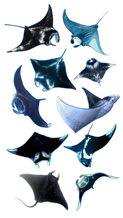 Marine Tattoo, Manta Rays, Manta Ray, Robots Concept, Robot Concept Art, Killer Whales, Graphic Design Inspiration, Concept Art, Design Inspiration