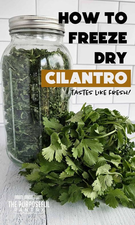 Cilantro is terrific (unless you think it tastes like soap), but it has a reputation for being finicky to preserve. Freeze-drying is the best way to preserve cilantro for long-term storage, and it's so easy to do! How To Preserve Cilantro, Preserving Cilantro, Preserve Cilantro, Dry Cilantro, Freeze Cilantro, Purposeful Pantry, Freezing Cilantro, Dehydrated Recipes, Freeze Dried Food Storage