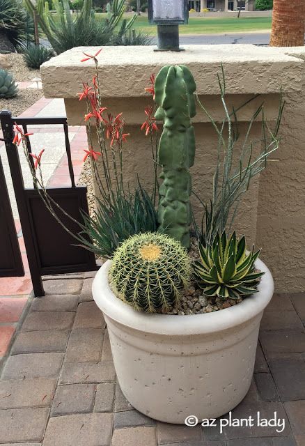 Arizona Plants, Cactus Indoor, Blue Elf, Purple Flowering Plants, Arizona Backyard, Cactus Arrangement, Garden Cactus, Indoor Cactus, Desert Botanical Garden