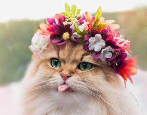 Cat With Flower On Head, Flower On Head, Flower Crown, A Flower, A Cat, Crown