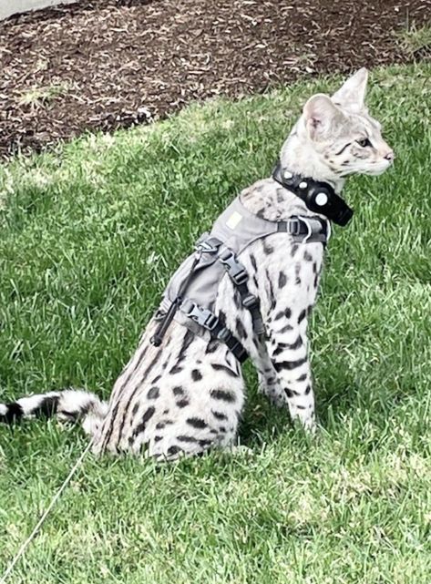 Silver Savannah cat from Luxury Savannahs F2 Savannah Cat, Savannah Cat, All About Cats, Cat Pin, Cat Breeds, Savannah, Savannah Chat, Cats And Kittens, Kittens