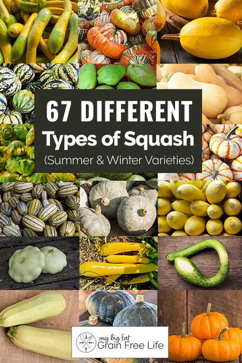 Squash Identification, How To Cook Different Types Of Squash, Types Of Squash, Squashes Types Of, When To Pick Butternut Squash, Types Of Squash Different, Squash Varieties Chart, Varieties Of Squash, Types Of Summer Squash