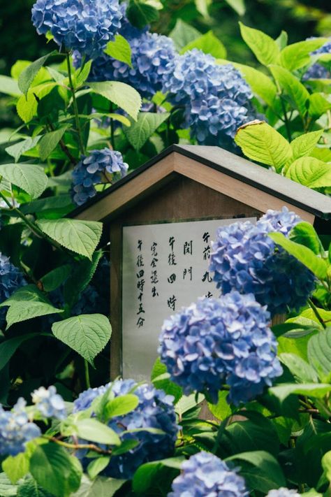 Japan Blue Aesthetic, Ali Banat, Japan Hydrangea, Summer Japan, Nostalgic Aesthetic, Desktop Photos, Building Aesthetic, Minimal Wallpaper, Planting Hydrangeas