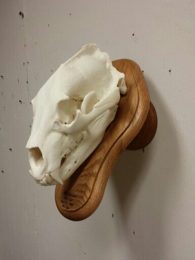 Black Bear skull mount, taxidermy done by the Mad Taxidermist, Rob Reysen www.lakeviewtaxidermy.com Bear Skull Mount, European Skull Mount Ideas, Deer Antler Art, Skull Mount Ideas, Deer Mount Ideas, Deer Skull Mount, Bear Mounts, Antler Projects, Bear Skull