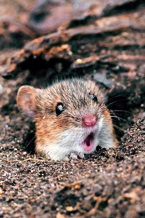 Mouse Photos, Mouse Pictures, Pet Mice, Little Critter, Cute Mouse, Trendy Baby, Woodland Creatures, Sweet Animals, Rodents