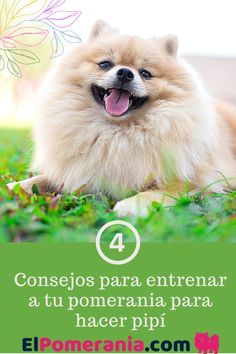 Ten enseñamos como entrenar a tu perro pomerania para que vaya al baño. Dogs, Animals